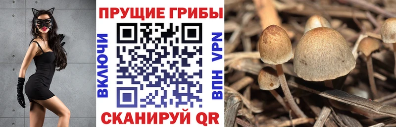 Галлюциногенные грибы Psilocybe  Купить где  Фатеж 